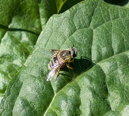 Unknown species found near St Cloud, MN, USA