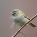 Black-faced Grassquit - Photo (c) Judd Patterson, all rights reserved, uploaded by Judd Patterson