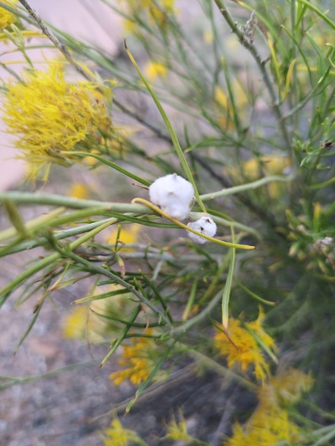 Unknown species found near Bumbleberry/Pizza Noodle Down-Canyon, Springdale, UT 84737, USA