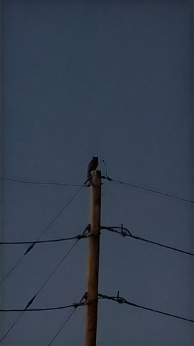View observation of {o.common_name} on iNaturalist
