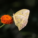 Tailed Sulphur - Photo (c) sabrewing, all rights reserved, uploaded by sabrewing