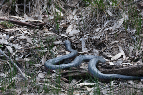 Red-bellied Black Snake sighting