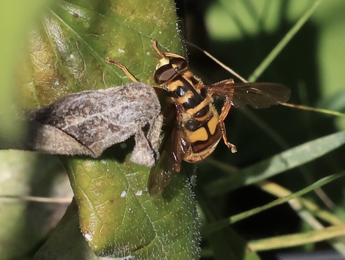 Unknown species found near Sheridan St, Memphis, TN, US