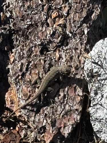 iNaturalist observation photo of Common Sagebrush Lizard