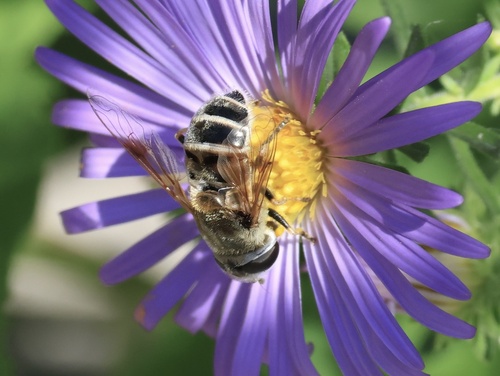 Unknown species found near Overton Park, Memphis, TN, US