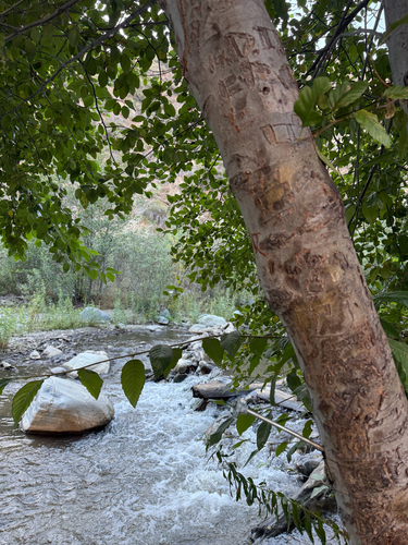 California Alder foliage