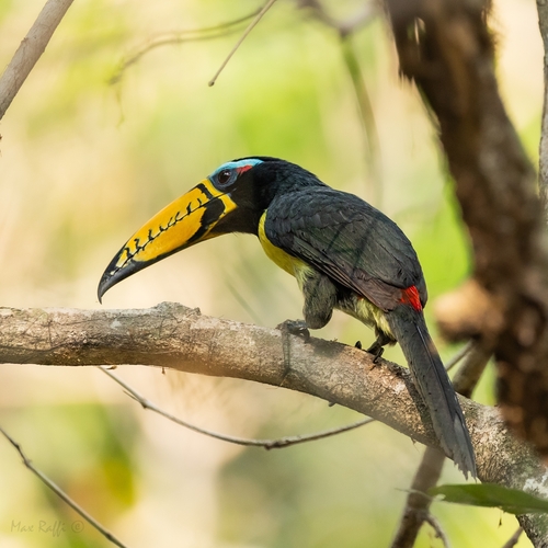 Lettered Aracari