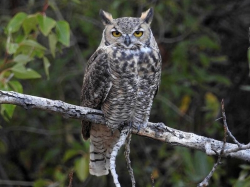 View observation of {o.common_name} on iNaturalist