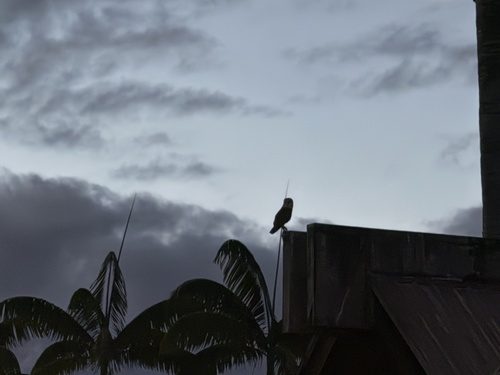 View observation of {o.common_name} on iNaturalist