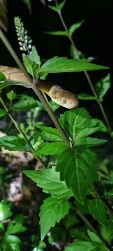 Brown Tree Snake sighting
