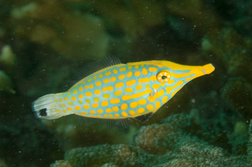 Longnose Filefish