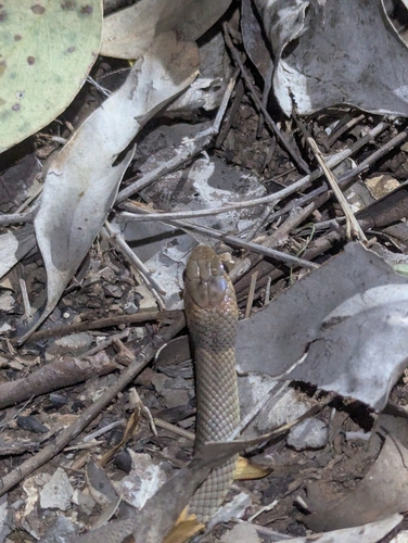 Eastern Brown Snake sighting