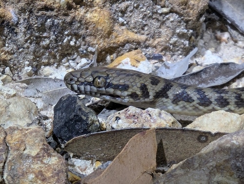 Spotted Python sighting