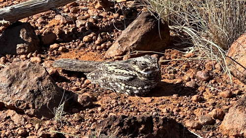 Spotted Nightjar