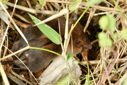 Kilonzo's Brush-furred Rat (Lophuromys kilonzoi) — Least Concern Mammalia