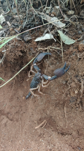 Giant Forest Scorpion