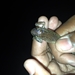 Lanceback Tree Frog - Photo (c) Rennan Dias, all rights reserved, uploaded by Rennan Dias