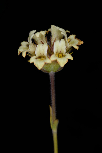 Lebanon Ironwort (Sideritis libanotica)
