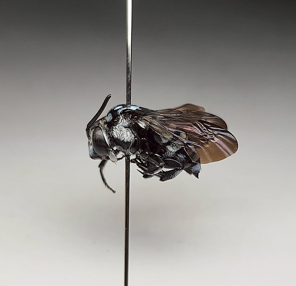 Cloak-and-Dagger Bees from จตุจักร แขวงจตุจักร เขตจตุจักร กรุงเทพมหานคร ...