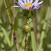 Grass-leaved Prairie Aster - Photo (c) Layla, all rights reserved, uploaded by Layla
