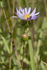 Grass-leaved Prairie Aster - Photo (c) Layla, all rights reserved, uploaded by Layla