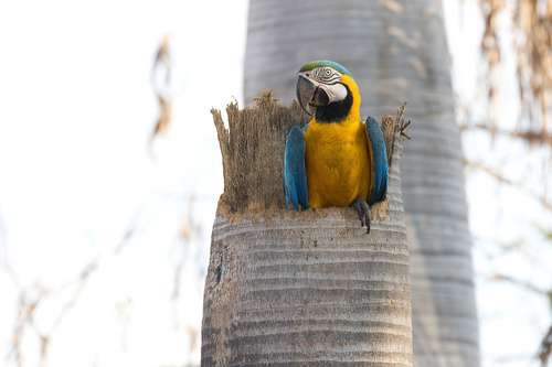 Blue-and-yellow Macaw