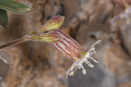 Silene odontopetala