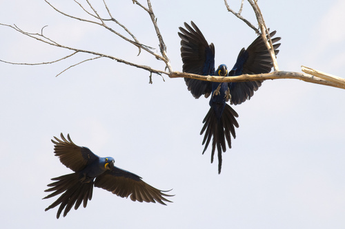 Hyacinth Macaw