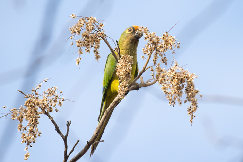 Peach-fronted Parakeet