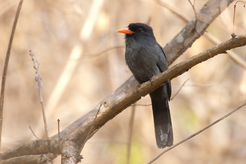 Black-fronted Nunbird