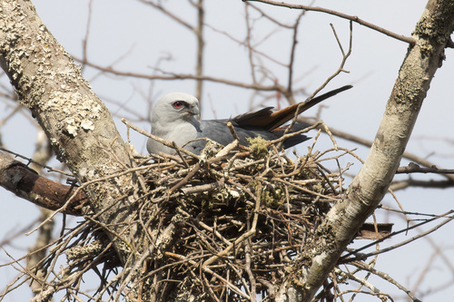 Plumbeous Kite