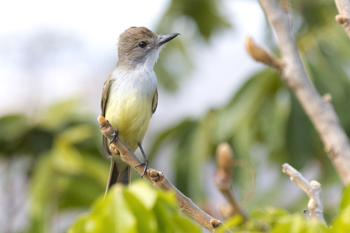 Brown-crested Flycatcher