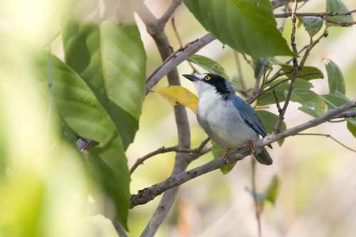 Hooded Tanager