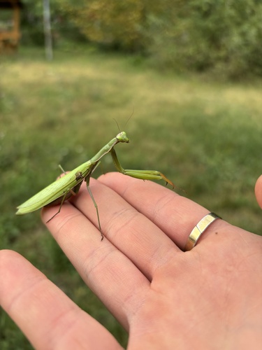European Mantis