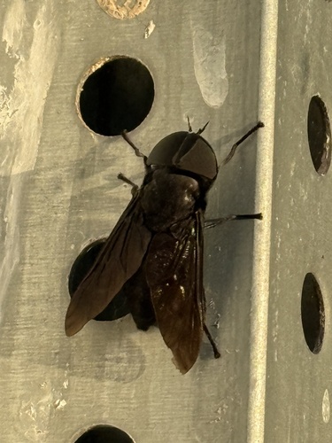 Unknown species found near Saint Francis St, Madisonville, LA, US