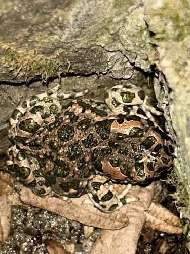 Green Toad
