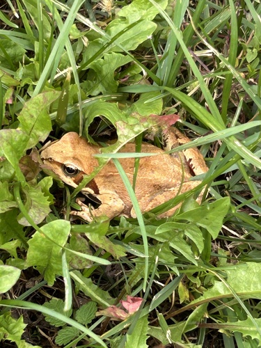 European Common Frog