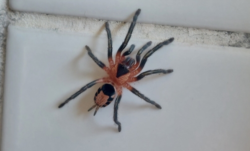 Cyriocosmus fasciatus