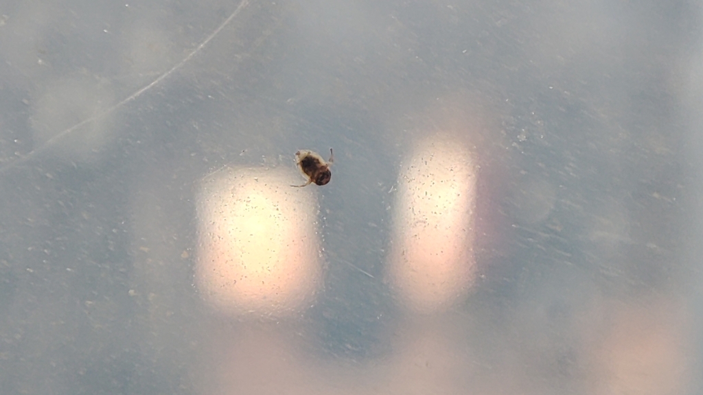 Micronecta Raccolte Micronecta from 3060-502 Pocariça, Portugal on October 12, 2025 at 02: ...