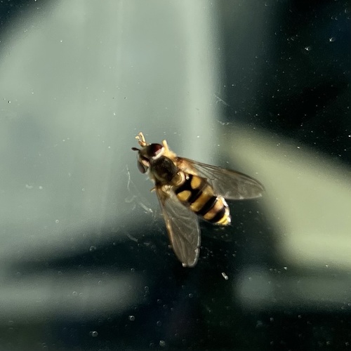 Unknown species found near Sheridan St, Memphis, TN, US