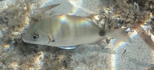 Diplodus sargus