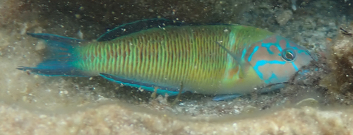 Thalassoma pavo