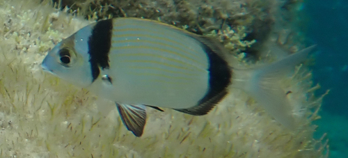 Diplodus vulgaris