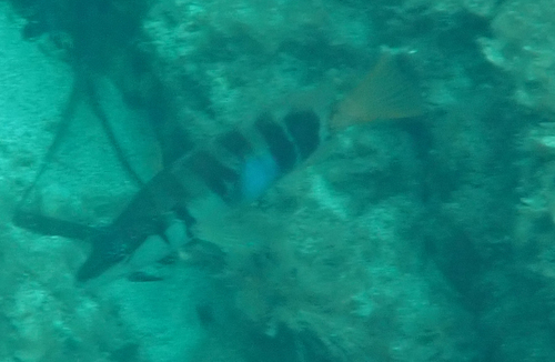 Serranus scriba