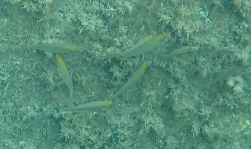 Sarpa salpa