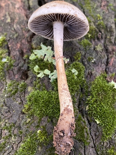 Dung Roundhead