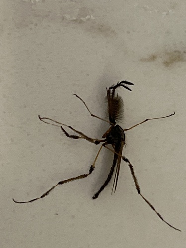 Unknown species found near Gip Manning Rd, Clarksville, TN, US