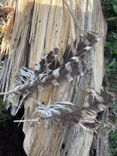 View observation of {o.common_name} on iNaturalist