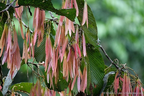 White Lauan (Parashorea macrophylla)