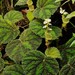 Begonia conipila - Photo (c) Chien Lee, todos los derechos reservados, subido por Chien Lee